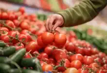 المغرب يوقف تصدير الطماطم إلى إفريقيا ويقلصها نحو أوروبا لاحتواء الأسعار