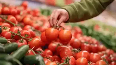 المغرب يوقف تصدير الطماطم إلى إفريقيا ويقلصها نحو أوروبا لاحتواء الأسعار
