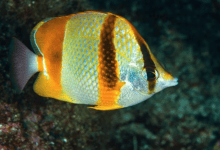 رصد أسماك استوائية نادرة لأول مرة قبالة الداخلة يكشف تحولا بيئيا لافتا