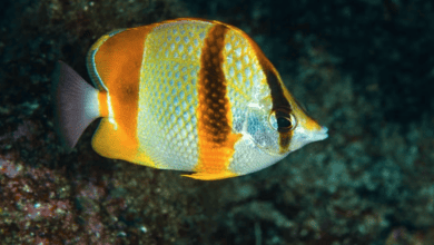 رصد أسماك استوائية نادرة لأول مرة قبالة الداخلة يكشف تحولا بيئيا لافتا