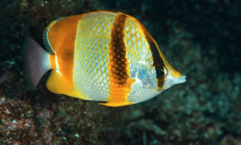 رصد أسماك استوائية نادرة لأول مرة قبالة الداخلة يكشف تحولا بيئيا لافتا