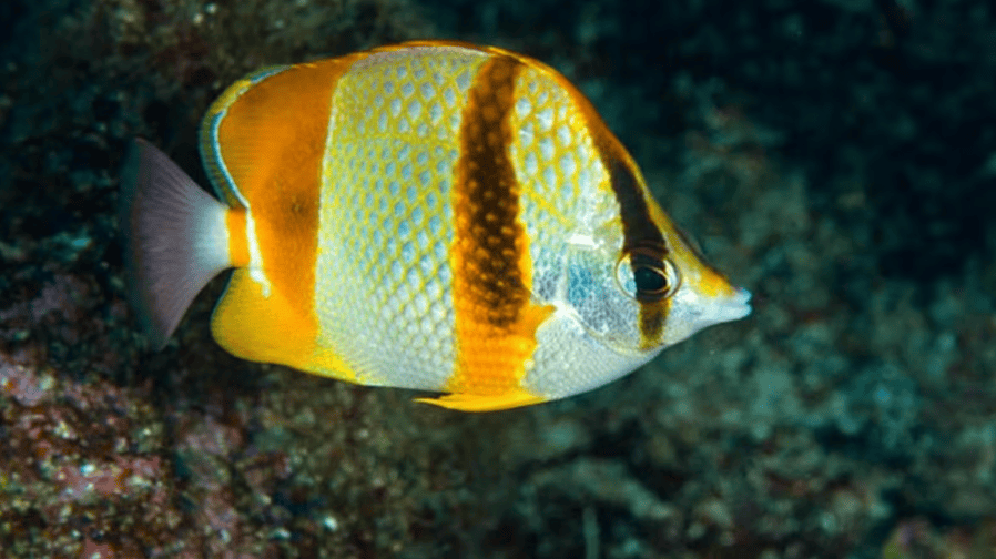 Un poisson tropical rare repéré pour la première fois au large de Dakhla révèle un changement écologique remarquable 1 رصد أسماك استوائية نادرة لأول مرة قبالة الداخلة يكشف تحولا بيئيا لافتا