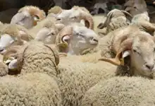 أضاحي العيد بجهة الدار البيضاء سطات.. عرض يتجاوز 1.1 مليون رأس