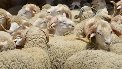أضاحي العيد بجهة الدار البيضاء سطات.. عرض يتجاوز 1.1 مليون رأس