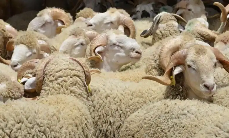 Sacrifice de l'Aïd al-Adha à Casablanca Settat L'offre dépasse 1,1 million de têtes 1 أضاحي العيد بجهة الدار البيضاء سطات.. عرض يتجاوز 1.1 مليون رأس