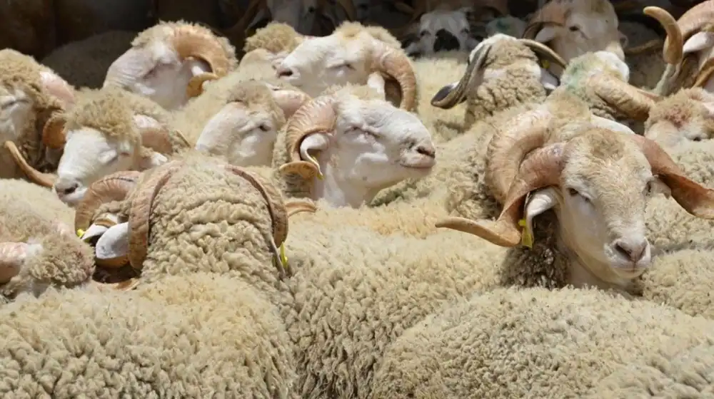 Sacrifice de l'Aïd al-Adha à Casablanca Settat L'offre dépasse 1,1 million de têtes 1 أضاحي العيد بجهة الدار البيضاء سطات.. عرض يتجاوز 1.1 مليون رأس