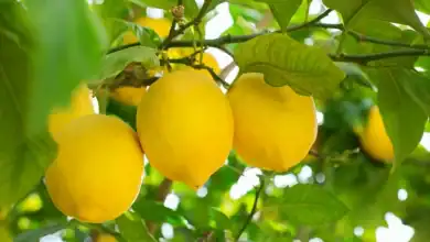 الليمون المغربي يواصل تحطيم الأرقام في التصدير ويفتح أسواقا جديدة