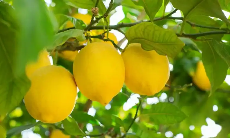 Les citrons marocains continuent de battre des records d'exportation et d'ouvrir de nouveaux marchés 1 الليمون المغربي يواصل تحطيم الأرقام في التصدير ويفتح أسواقا جديدة