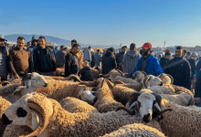 أسعار أضاحي العيد في فاس تشعل غضب الأسر قبل عيد الأضحى