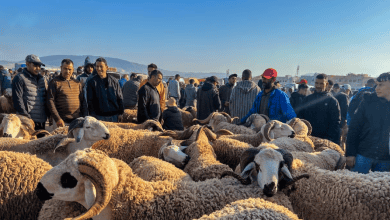 أسعار أضاحي العيد في فاس تشعل غضب الأسر قبل عيد الأضحى