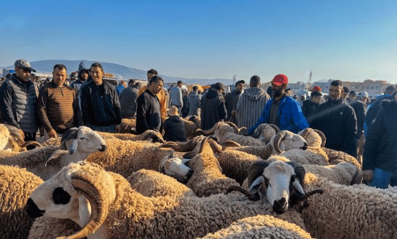 أسعار أضاحي العيد في فاس تشعل غضب الأسر قبل عيد الأضحى