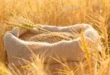 المغرب يعيد فرض رسوم مؤقتة على واردات القمح الطري