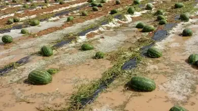 Les champs de pastèques rouges de la province de Zagora pendant la saison de croissance